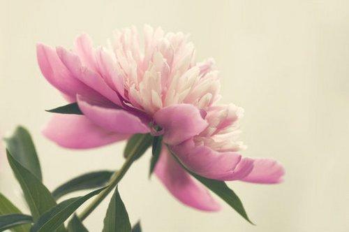 心态安好，则幸福常存；心若无求，宁静自来