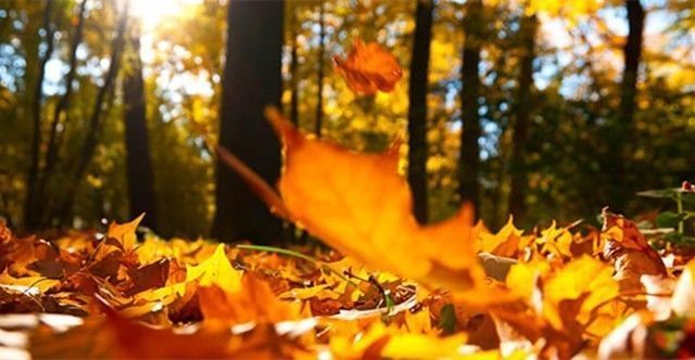 听一片枫叶的声音