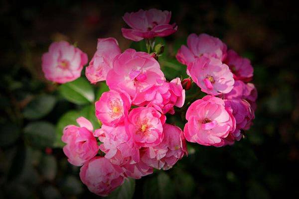 成功、快乐、价值、幸福