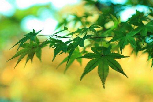 人生感悟:因为无能为力,所以顺其自然 人生感悟:因为无能为力,所以顺其自然