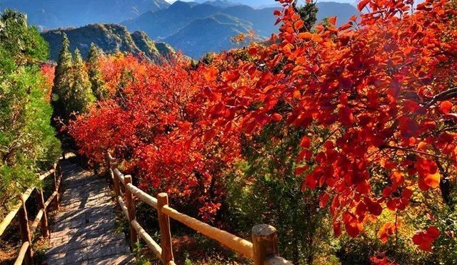 听一片枫叶的声音