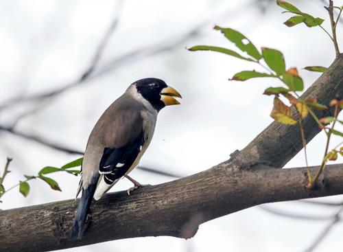 愚蠢的人用嘴,智慧的人用心,狭隘的人斗狠,慈悲的人不争 愚蠢的人用嘴,智慧的人用心,狭隘的人斗狠,慈悲的人不争