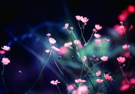 泰戈尔的名句，美的让人心醉（建议收藏）