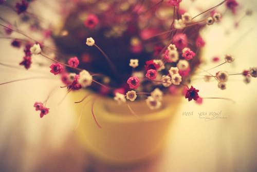 情感语录：不介意孤独，比爱你舒服