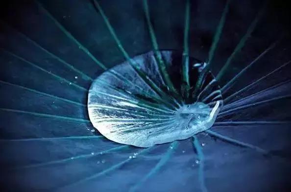 宋词里的人生真谛，抱一份深情，活一份通透