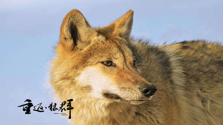 《重返狼群》读后感1000字