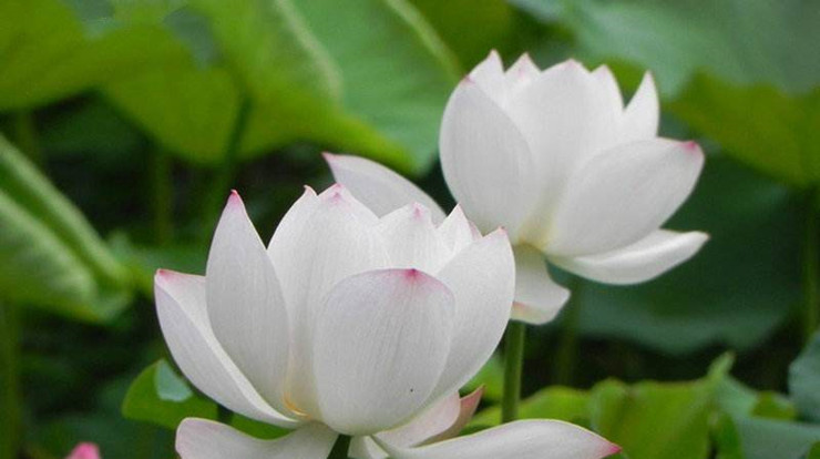 《大般涅槃经》读后感