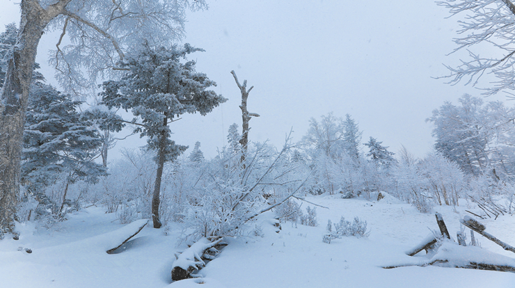 等一场雪，雪过之后才是最美的冬天